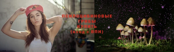 стаф Арсеньев